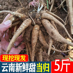 新鲜当归5斤甜当归云南西归煲汤食材药膳现挖整根包邮药材炖鸡参