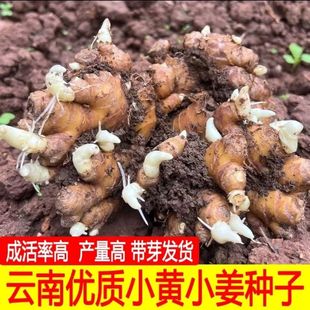 正宗姜种带芽小黄姜农家自留生姜老姜母种植阳台盆栽苗土姜块沙姜