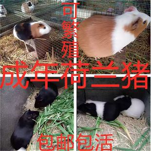 活体可食用家养成年豚鼠繁殖豚鼠活物荷兰猪健康好养殖活宠荷兰猪