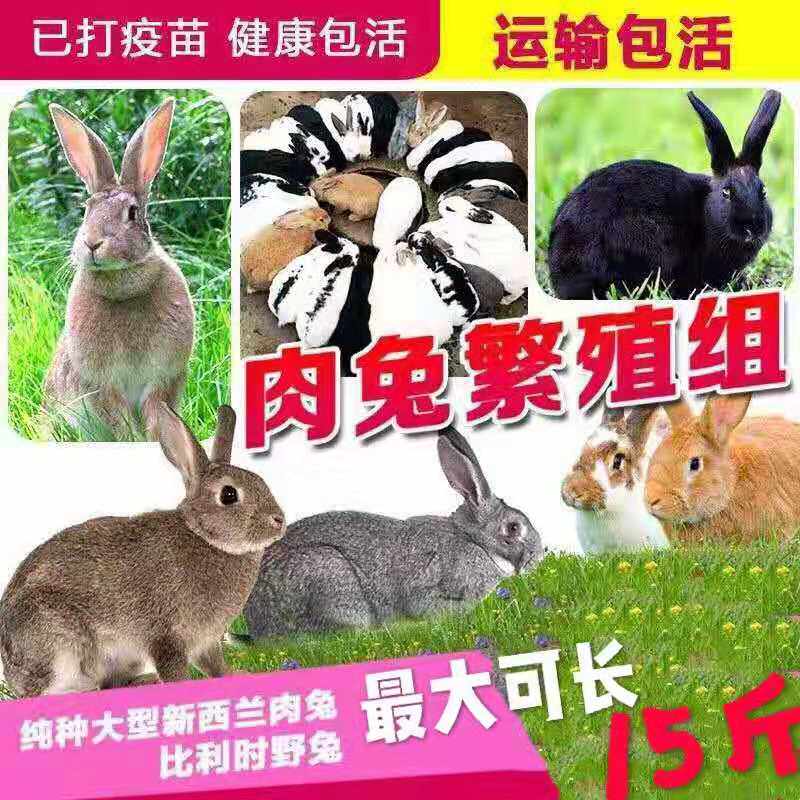 家养小兔子活物大型肉兔比利时肉兔中华黑兔活体可繁殖包活可繁殖