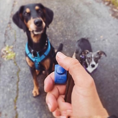 专业训犬戒指响片Clicker猫咪狗狗训练教程宠物专业工具训狗神器