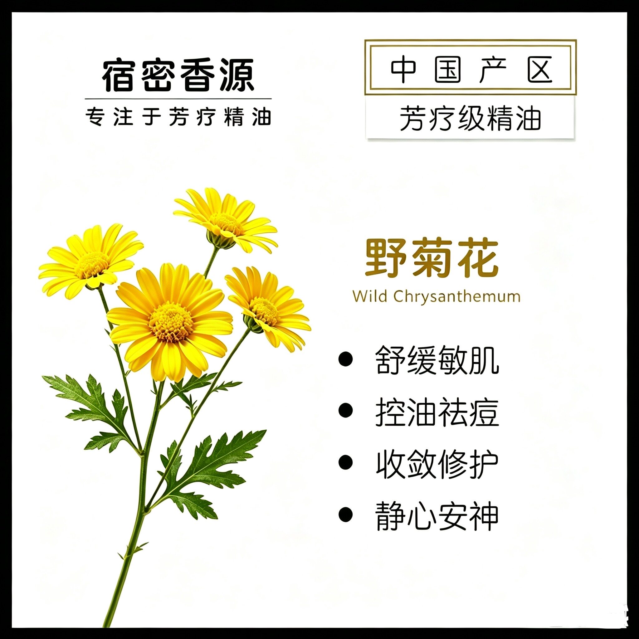 中国产区 野菊花单方纯精油敏肌适用护肤按摩清热明目 清香宜人