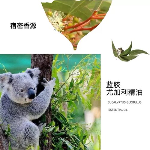 澳洲蓝胶尤加利单方纯精油 净化空气 香薰按摩 提神醒脑 缓解酸痛