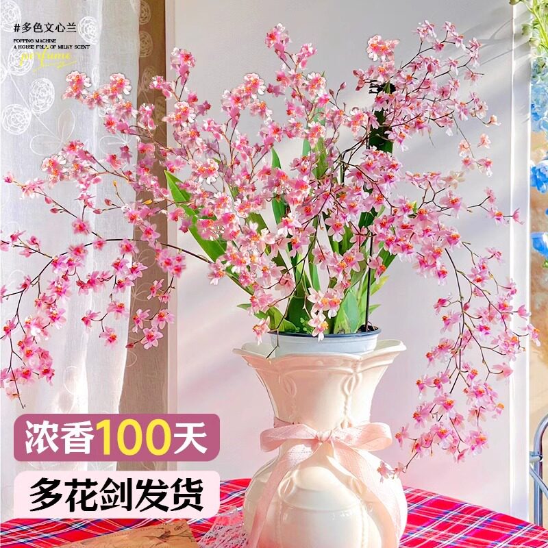 文心兰盆栽带花苞香水梦香兰水培绿植年宵花卉名贵兰花水养易活