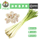 新鲜香茅柠檬草泰式 冬阴功食材料烤鱼商用柠檬茶原料香料顺丰速运