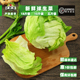 好新鲜球生菜沙拉蔬菜轻食食材西餐汉堡火锅生菜配菜顺丰速运 包邮