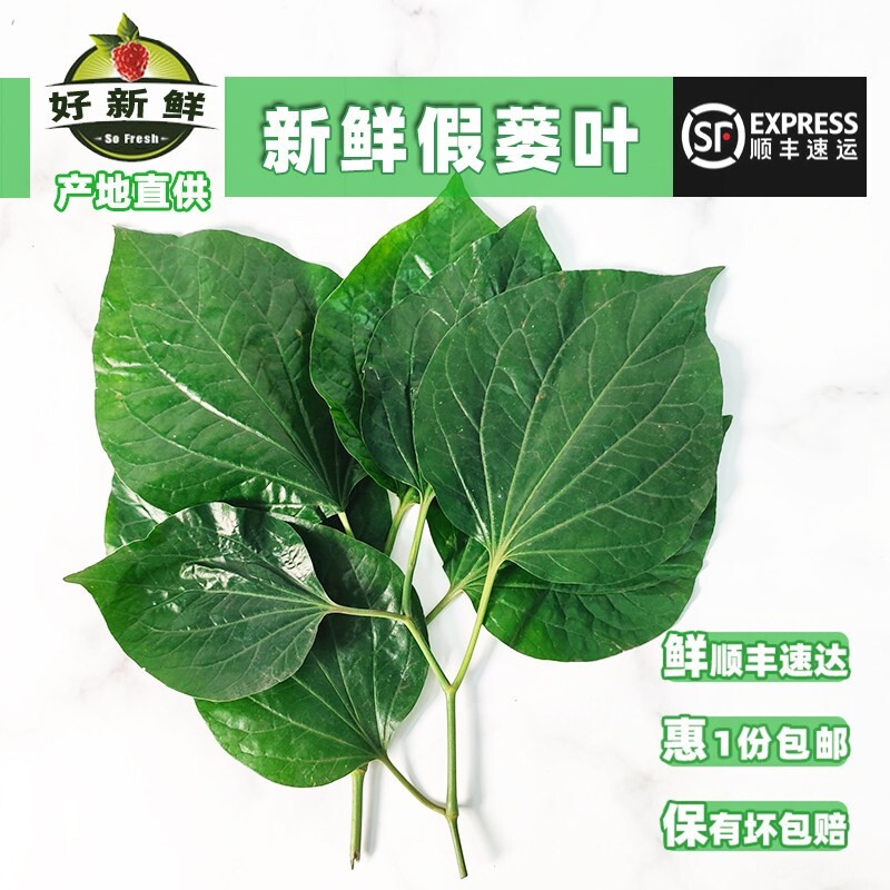 新鲜假喽叶假蒌叶哈喽嫩叶炒田螺横县鱼生配料青料野香菜急捞包粽