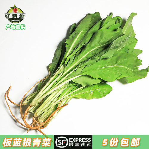 板蓝根青菜时令蔬菜野菜顺丰速运