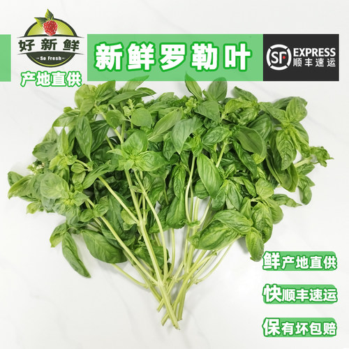 好新鲜罗勒叶西餐香料泰国品种调料披萨草非金不换九层塔顺丰包邮