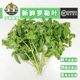 好新鲜罗勒叶西餐香料泰国品种调料披萨草非金不换九层塔顺丰 包邮