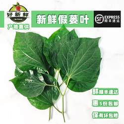 新鲜假蒌蛤篓叶炒田螺广西横县鱼生配料嫩叶香菜急捞带杆包粽食材