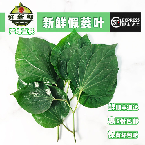 新鲜假篓叶炒田螺鱼生蛤篓叶香料