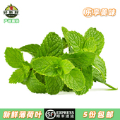 新鲜薄荷叶莫吉托调酒饮品清吧泡水装 饰餐饮沙拉西餐配菜顺丰速运