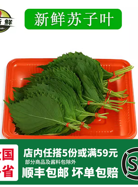 新鲜苏子叶农家 菜日式料理绿色蔬菜紫苏菜叶韩国烤肉叶约50片/份