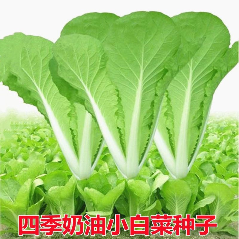 易种四季奶油小白菜种子 蔬菜种子小青菜籽 阳台庭院种菜家庭盆栽