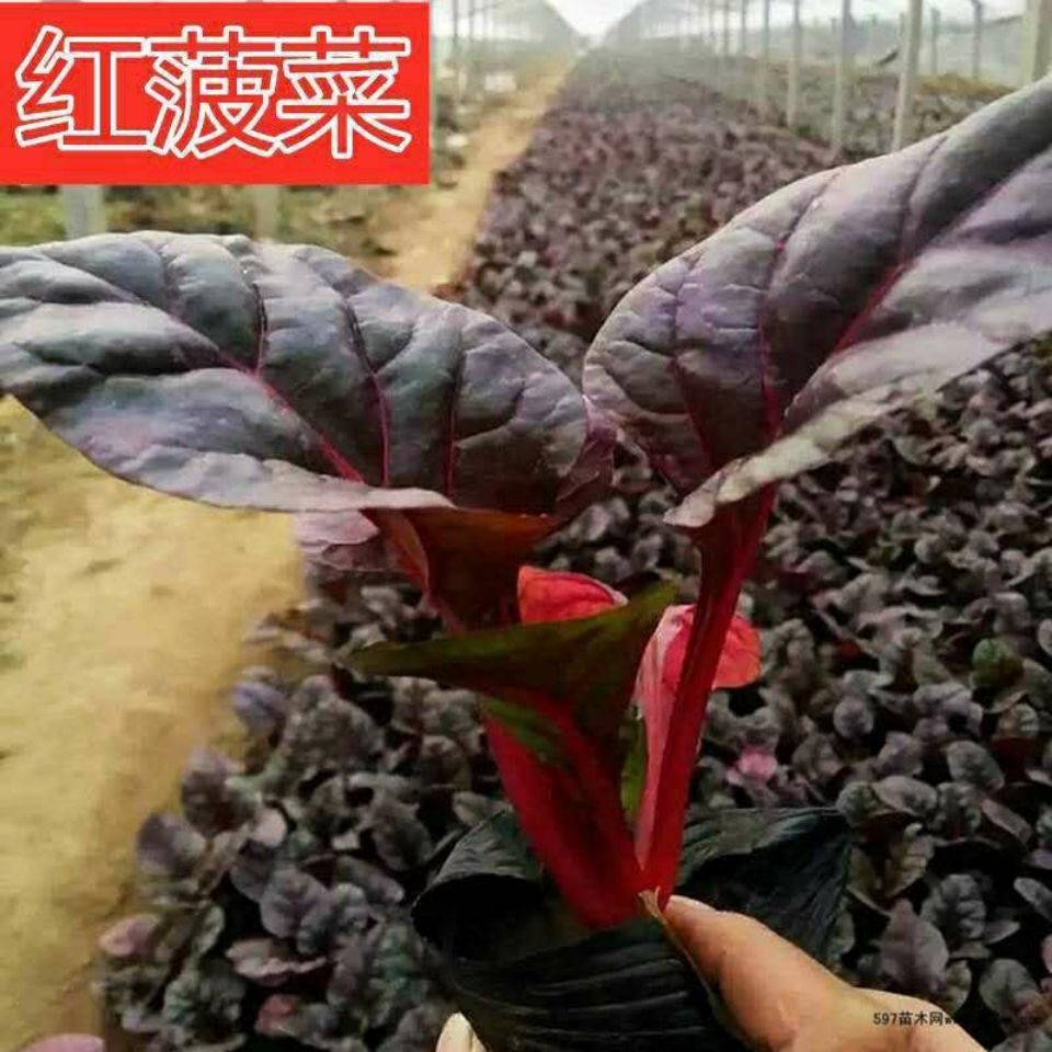 营养红菠菜四季播种耐寒耐热高产蔬菜种子紫菠菜大叶小叶菠菜种籽