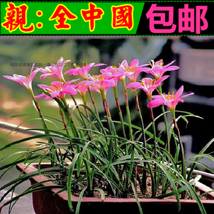 水仙花韭兰花苗庭院郁金香种球