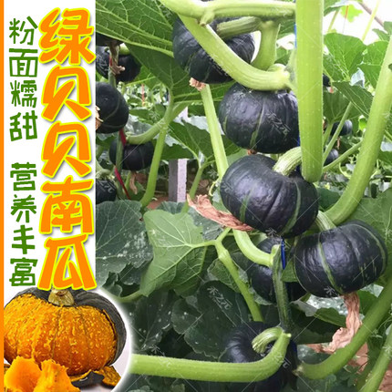 绿贝贝迷你小南瓜种子日本进口板栗香糯粉甜非转基因农家四季播苗
