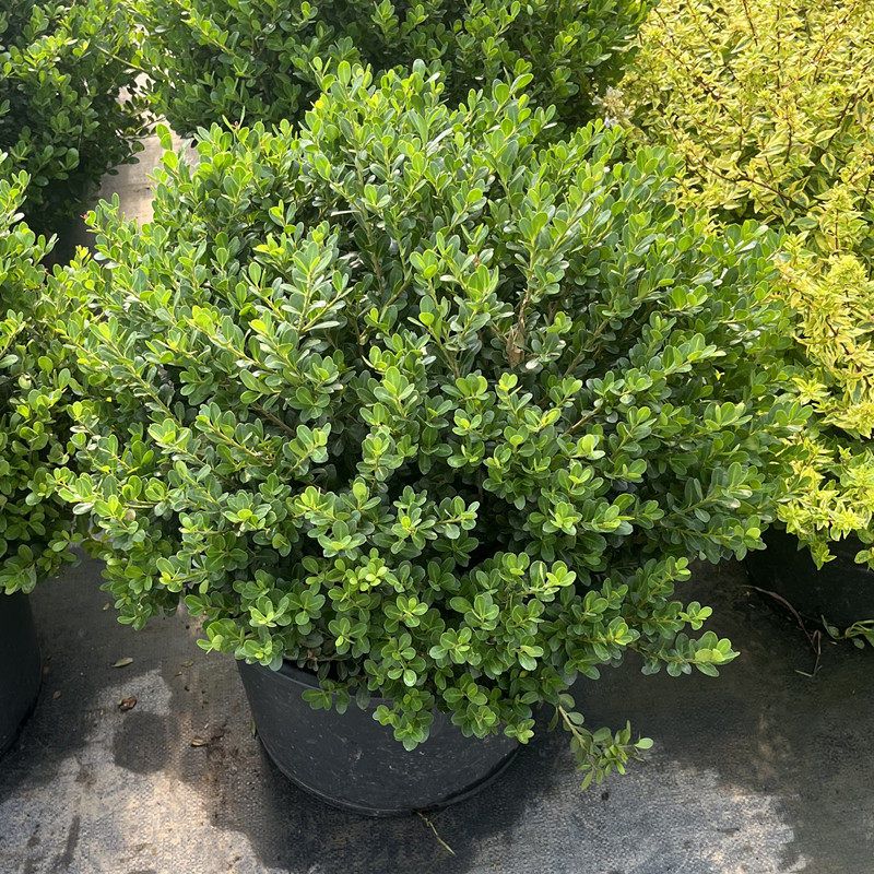 完美冬青先令球金宝石亮晶女贞球庭院别墅花境常绿植物耐寒耐旱苗