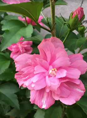 木槿花树苗重瓣蓝莓薄荷冰沙树莓紫玉雪纺红色酒馆微草莓别墅花卉