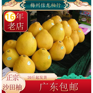 正宗广东梅州沙田柚客家土特产老树甜柚梅县金柚农家自产纯甜柚子