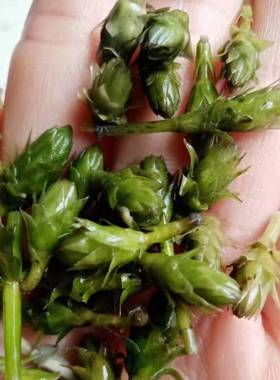 轮叶黑藻芽孢草籽节节草耐高温灯笼泡小龙虾养殖专用水草净化水质