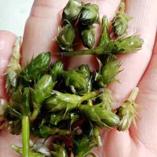 轮叶黑藻芽孢草籽节节草耐高温灯笼泡小龙虾养殖专用水草净化水质