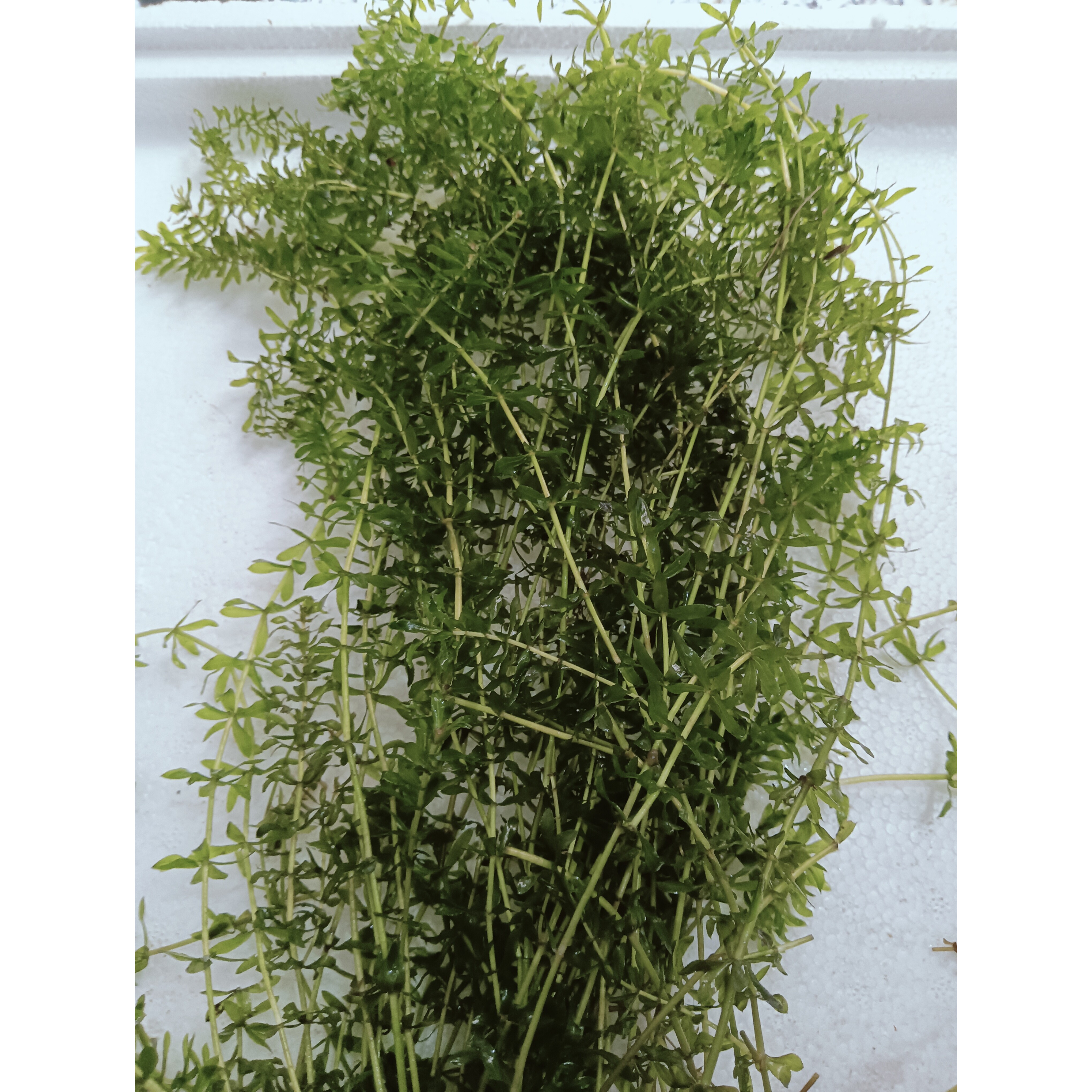 轮叶黑藻芽孢虾蟹养殖高温草灯笼水草