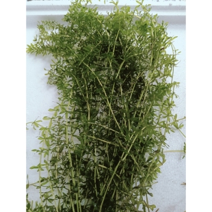 轮叶黑藻芽孢虾蟹养殖高温草灯笼泡草籽节节草种子净化水质