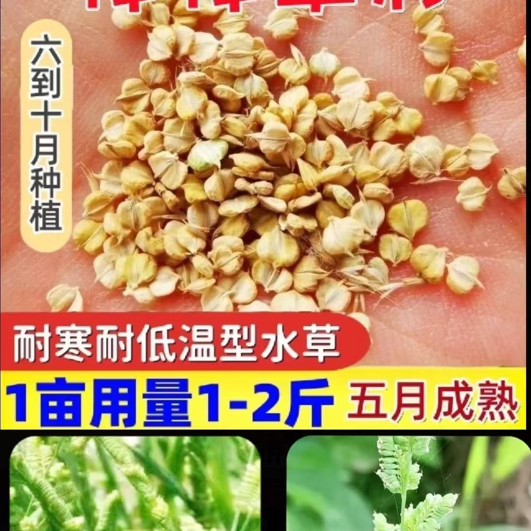 新鲜棒棒草籽养殖虾蟹棒头草苦梗草水草五月黄黄金籽养殖挺水水草