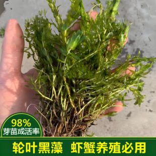轮叶黑藻芽孢水草活体灯笼泡子养殖小龙虾螃蟹水草净化水质耐高温