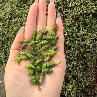 轮叶黑藻芽孢虾蟹养殖高温草灯笼泡草籽节节草种子净化水质