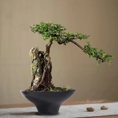 黑色器皿专用陶瓷花盆铜钱草创意