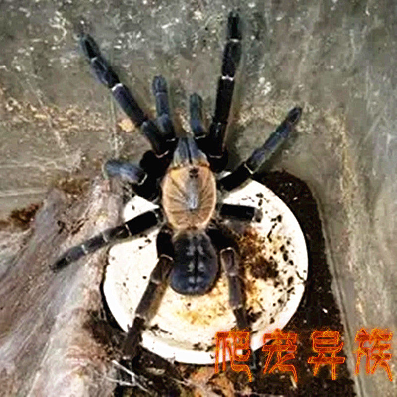 巴赫马地老虎蜘蛛东南亚捕鸟蛛之王巴赫马蜘蛛爬宠异族