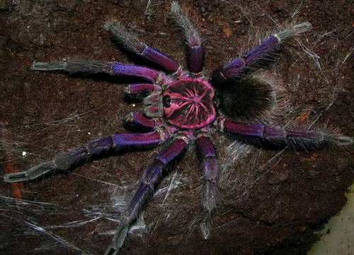 蓝紫海地蜘蛛pho属经典品种骨灰级玩家收藏品爬宠异族