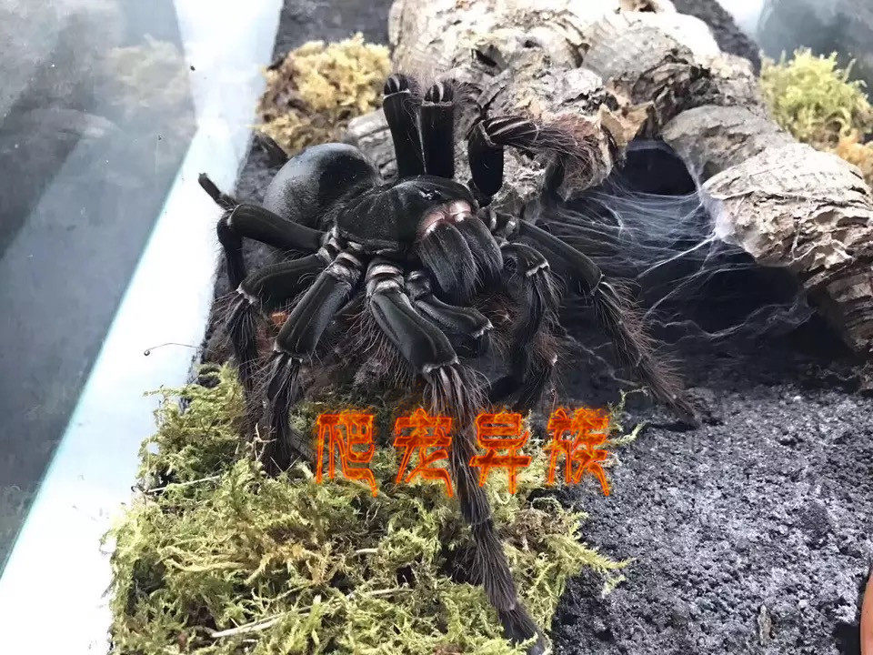 亚马逊巨人食鸟蛛tb宠物蜘蛛高端蜘蛛T属经典品种活体捕鸟蛛蜘蛛