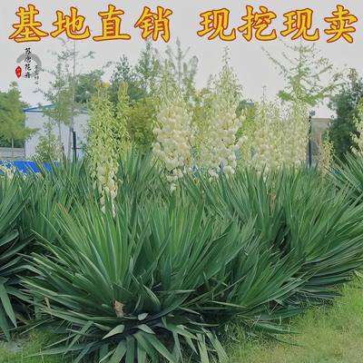 剑麻剑麻四季常青庭院植物丝兰