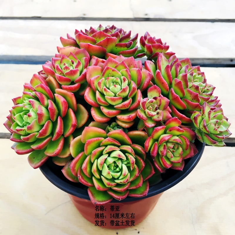 蒂亚多肉植物云南露养精品多头散装伪群捧花新手室内绿植盆栽包邮