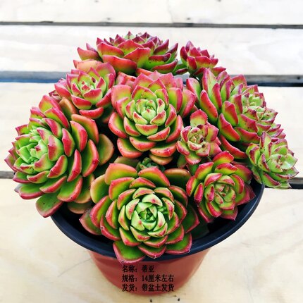 蒂亚多肉植物云南露养精品多头散装伪群捧花新手室内绿植盆栽包邮