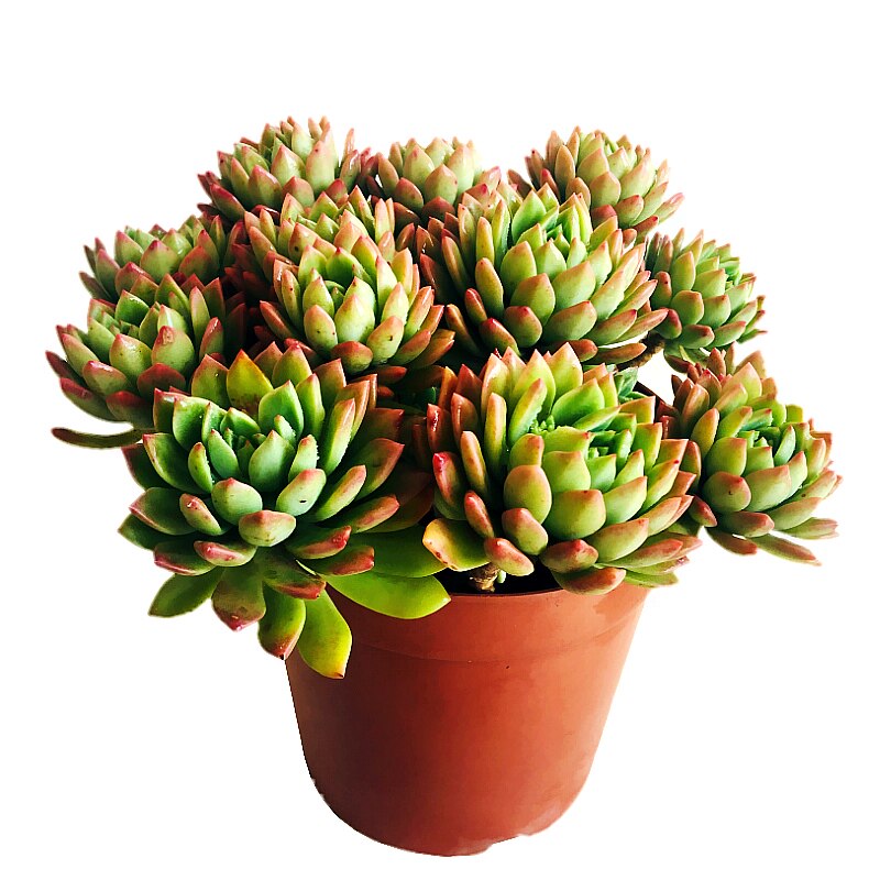马库斯超大云南露养庭院多肉植物