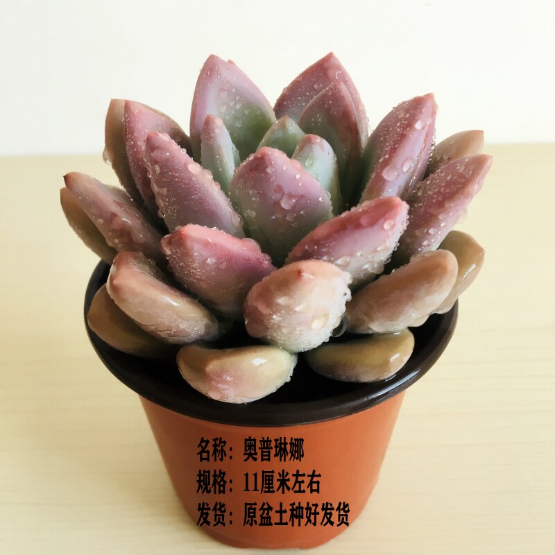 奥普琳娜多肉植物单头云南昆明