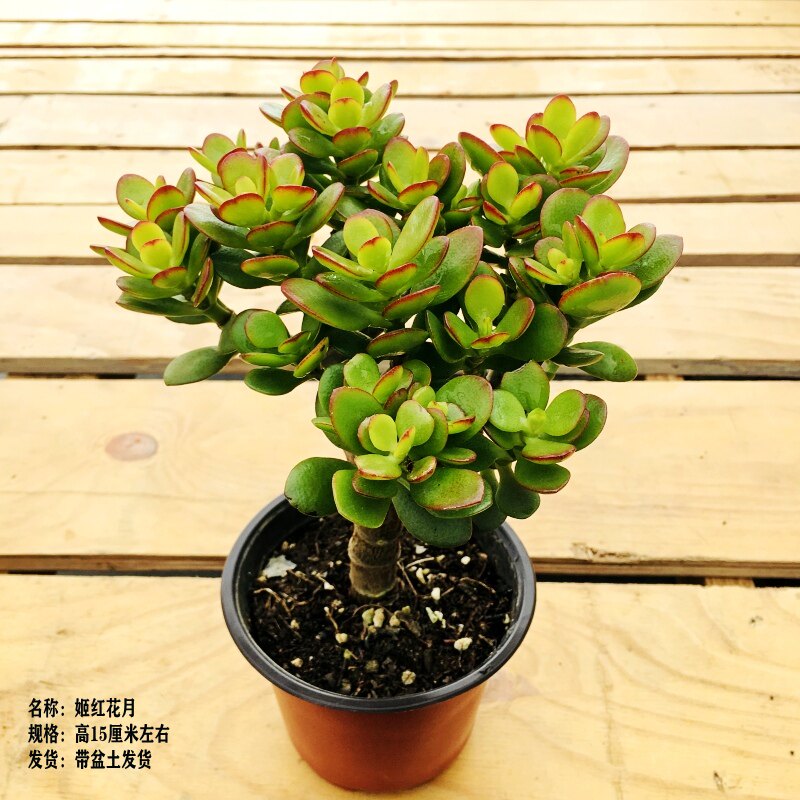 绿植黄金花月阳台办公室多肉植物