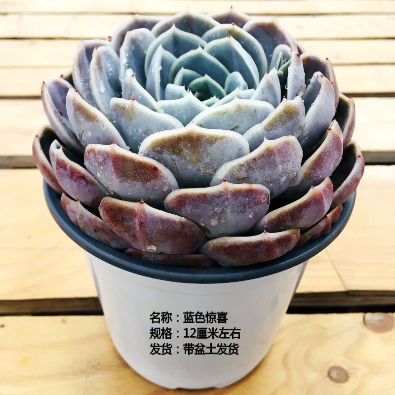 绿植蓝色惊喜阳台庭院多肉植物