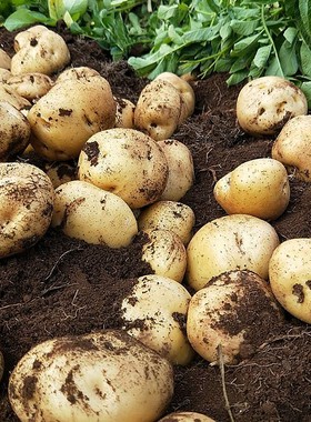东北土豆自家种植的土豆新鲜黑龙江产地直销农产品黄麻子