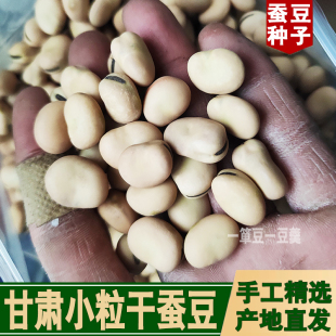 甘肃新鲜小粒蚕豆干货小胡豆新货可喂鸽子用羊眼豆新鲜蚕豆种子