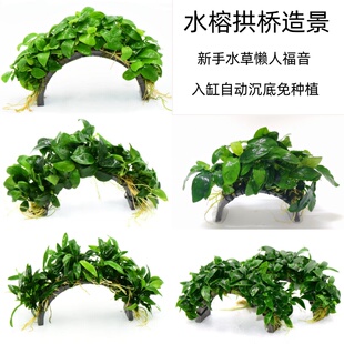 水榕拱桥无需底砂新手小白鱼缸造景水草植物阴性好养淡水懒人水草