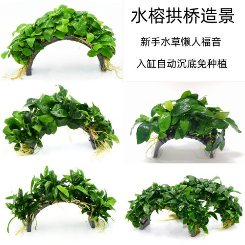 水榕拱桥无需底砂新手小白鱼缸