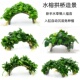 水榕拱桥无需底砂新手小白鱼缸造景水草植物阴性好养淡水懒人水草