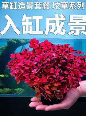 紫红丁香玫瑰坨草鱼缸造景好养红色后景水草新手懒人净水增氧绿植