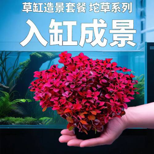 紫红丁香玫瑰坨草鱼缸造景好养红色后景水草新手懒人净水增氧绿植